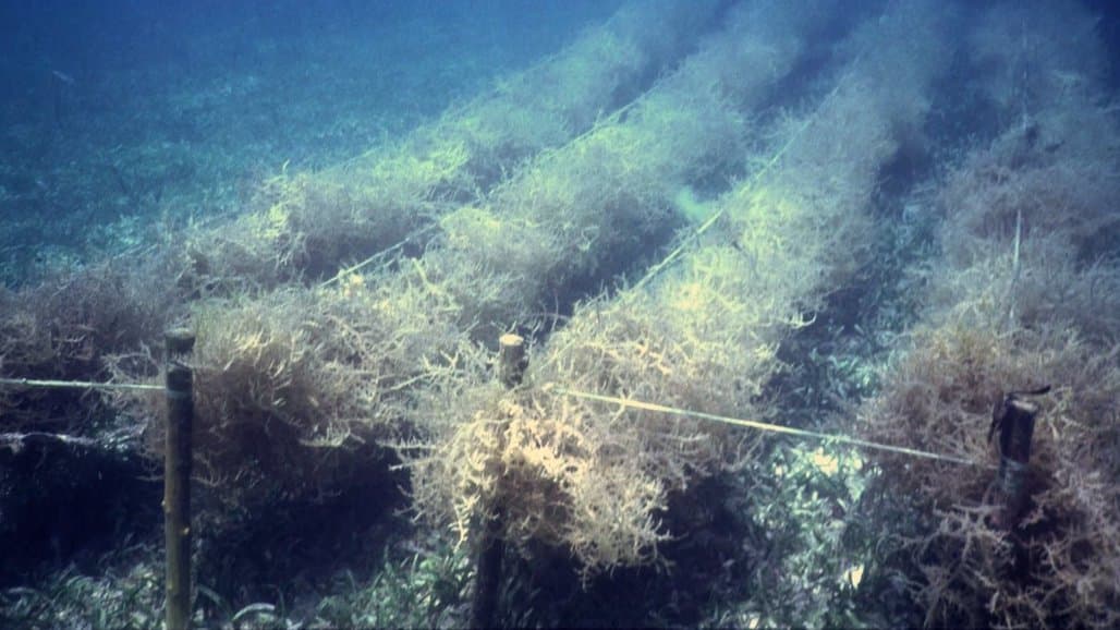 Farming Seaweed: It’s Not Just For Sushi Anymore