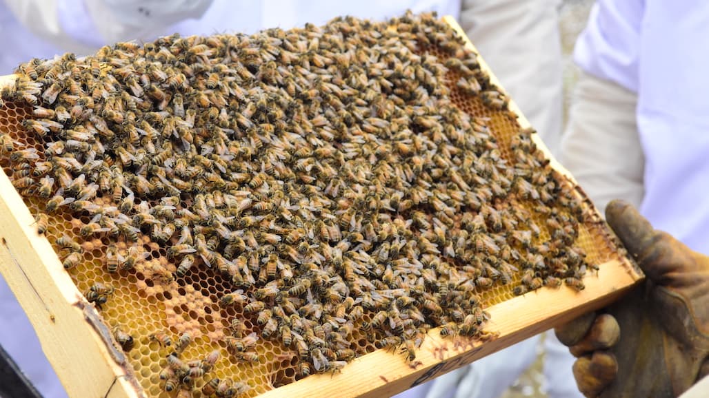 Winter Honey Bees Show Resistance to a Common Insecticide