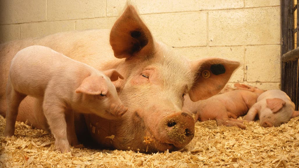 USDA Begins Issuing Payments for Spot Market Hog Pandemic Program