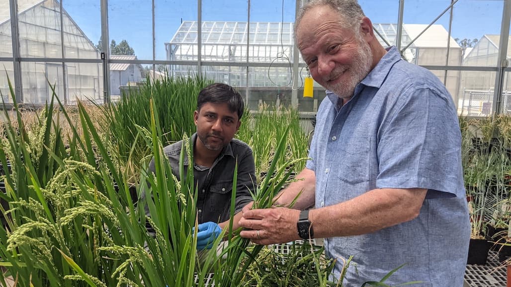 Growing Cereal Crops With Less Fertilizer