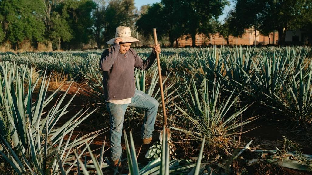 Agave: The New Drought-Tolerant California Crop?