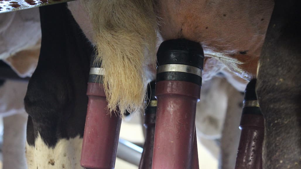 Dairy Webinar Features Mastitis Treatment Strategies (in Spanish)