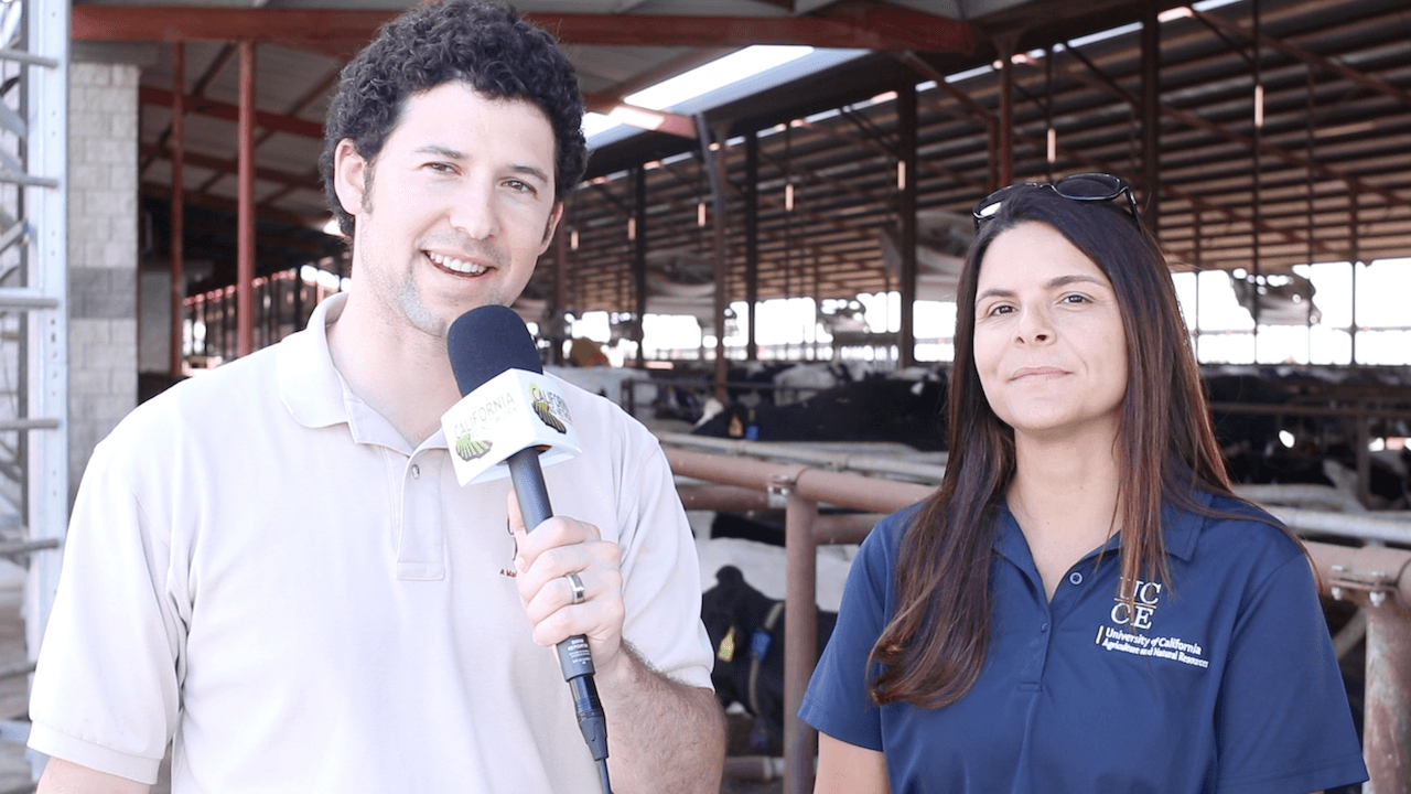 Automated Milking Systems Support California Dairies Amidst Labor Challenges