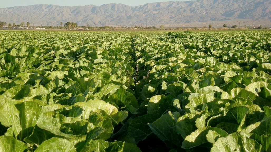 UCCE Virtual Workshop Series on Nitrogen Management in Organic Production