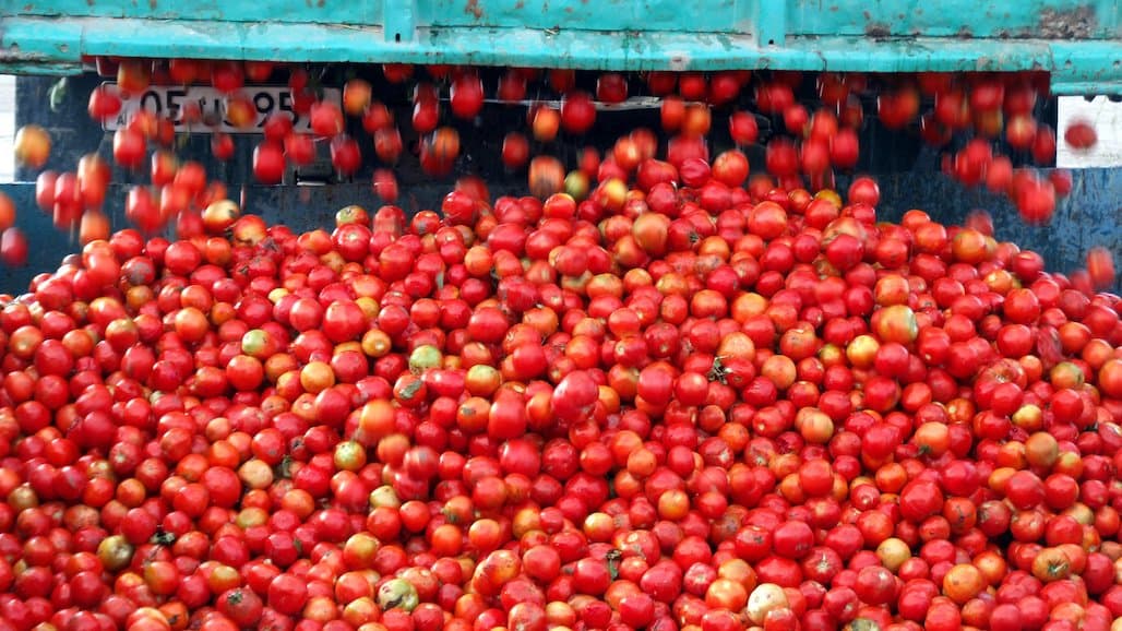 CA Tomato Processors Expect To Contract 12.4 Million Tons In 2023