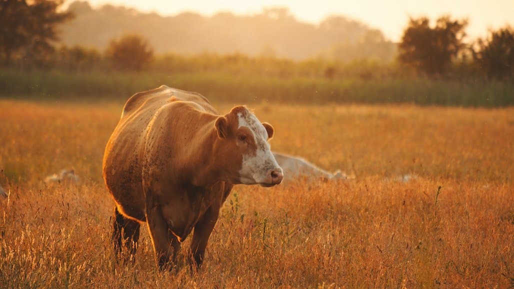 United States Cattle Inventory Down 3%
