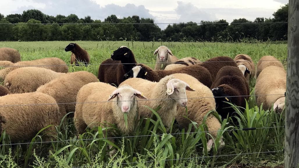 LMA Applauds Bill to Allow Livestock Auction Investment in Small and Regional Packers