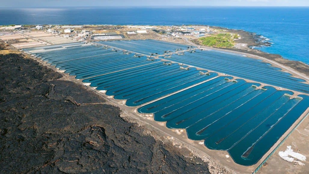 Onshore Algae Farms Could Feed World Sustainably