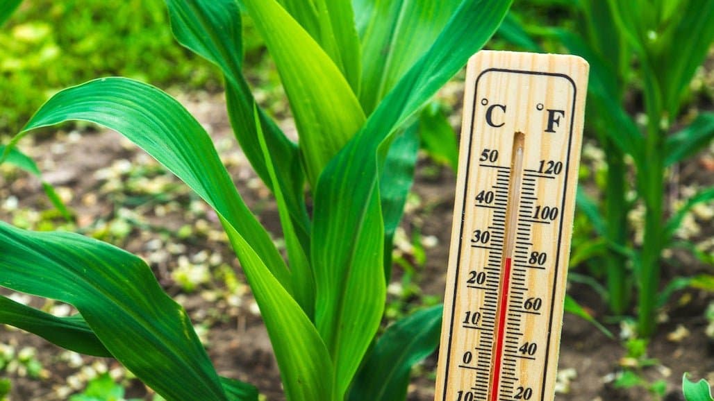 The Tiny Key to Maximizing Crop Growth