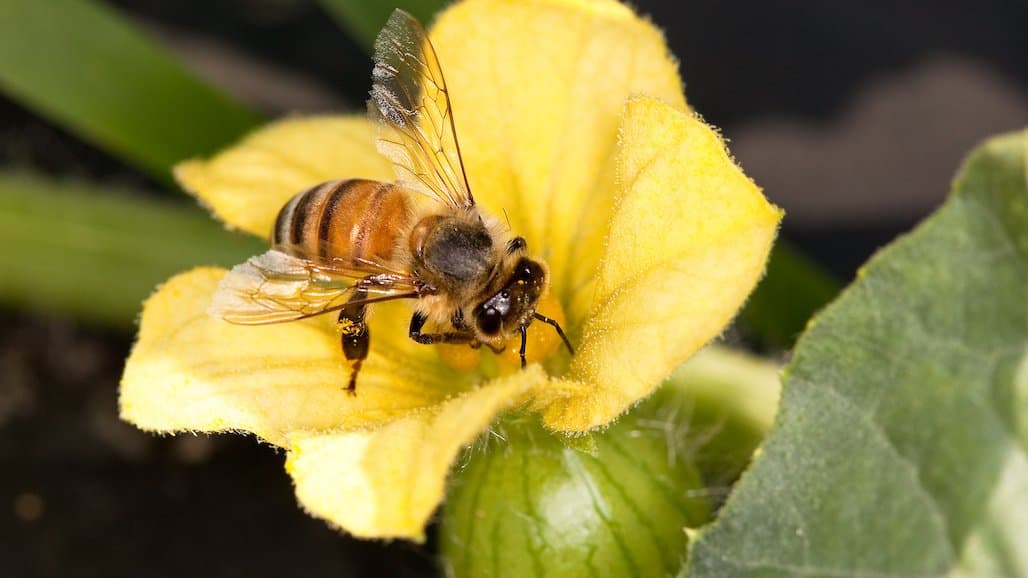 Soil Nutrients Affect How Attractive Plants Are to Bees From the Ground Up