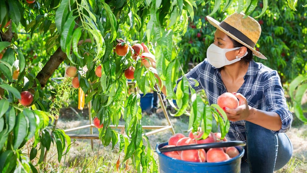 FDA Issues Guidance for Qualified Exempt Farms that Utilized Temporary Flexibilities During COVID-19