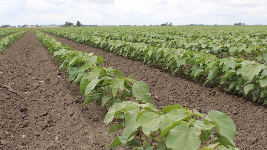2023 USDA Cotton Loan Rate Differentials