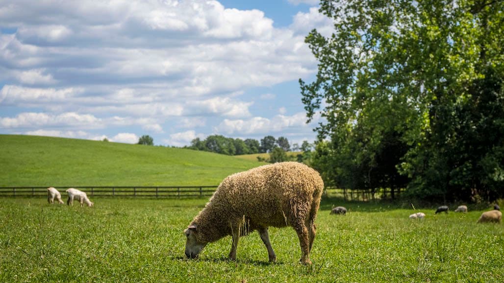 USDA Grassland Conservation Reserve Program Signup for 2023