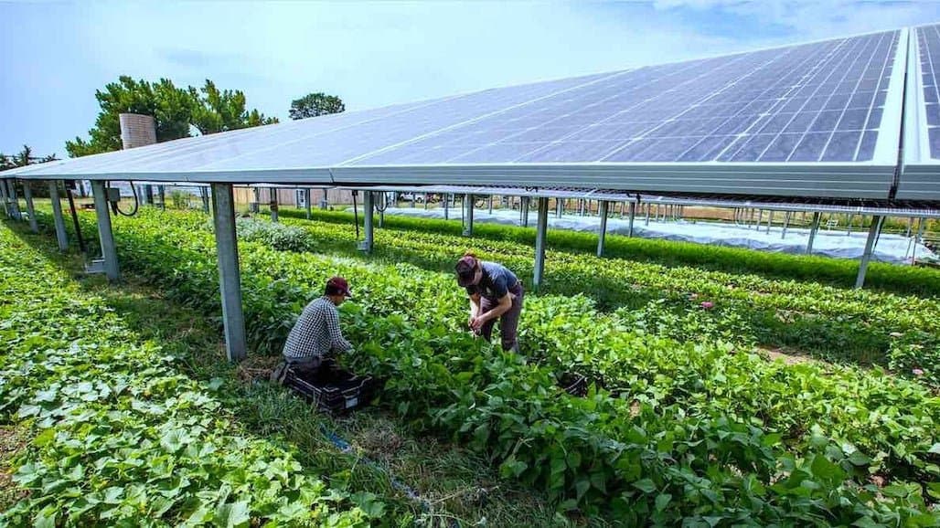 Growing Crops at Solar Farms Yields Efficiency