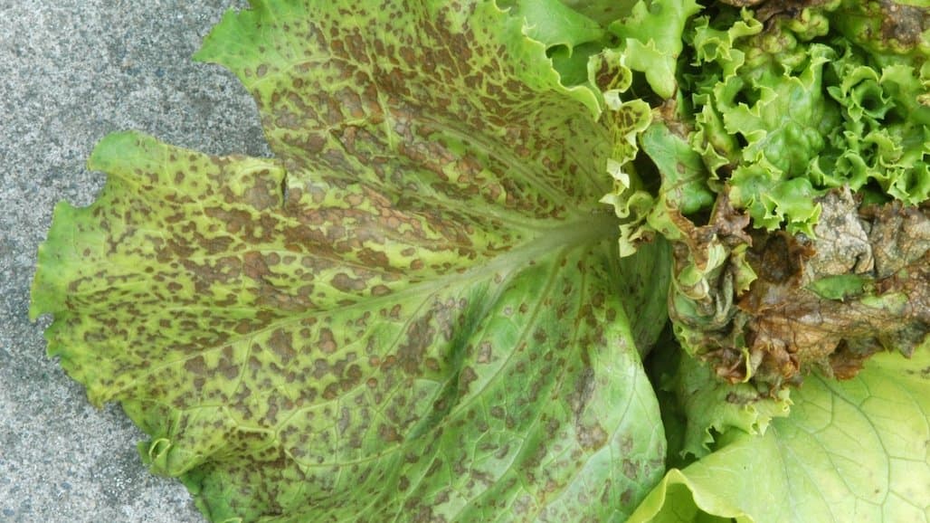 Early Season INSV Infections in Lettuce Reduced From 2022 Levels
