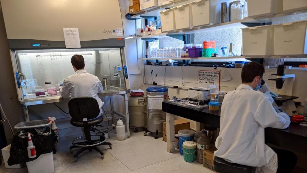 Lab-Grown Meat’s Carbon Footprint Potentially Worse Than Retail Beef