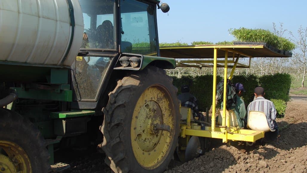 Processing Tomato Variety Evaluation for Tolerance/Susceptibility to New Soilborne Pathogen