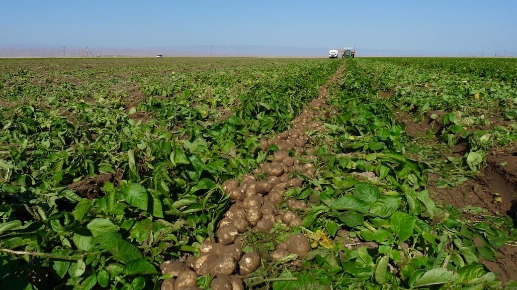 Kern County Potato Variety Trial Field Day, June 21