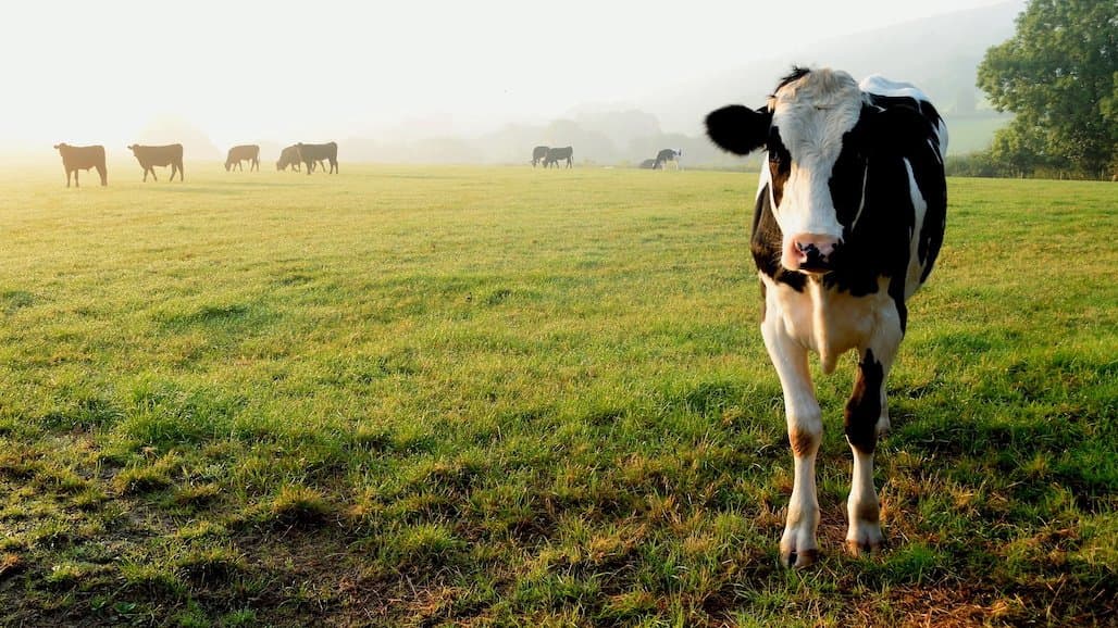 US Dairy Advances Collaboration, Action Toward Sustainability Priorities