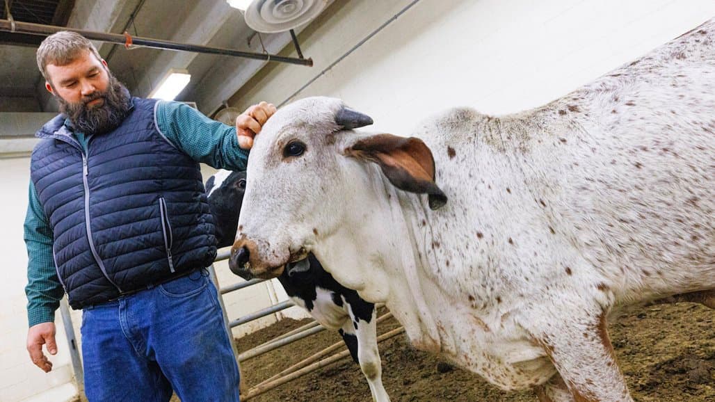Gene-Editing Tech Produces First Calf Resistant to Major Viral Disease