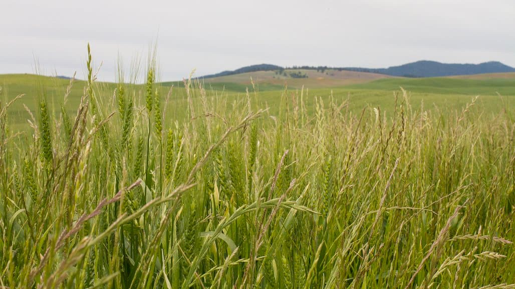 Self-Teaching Web App Improves Speed, Accuracy of Classifying Cereal DNA Variations