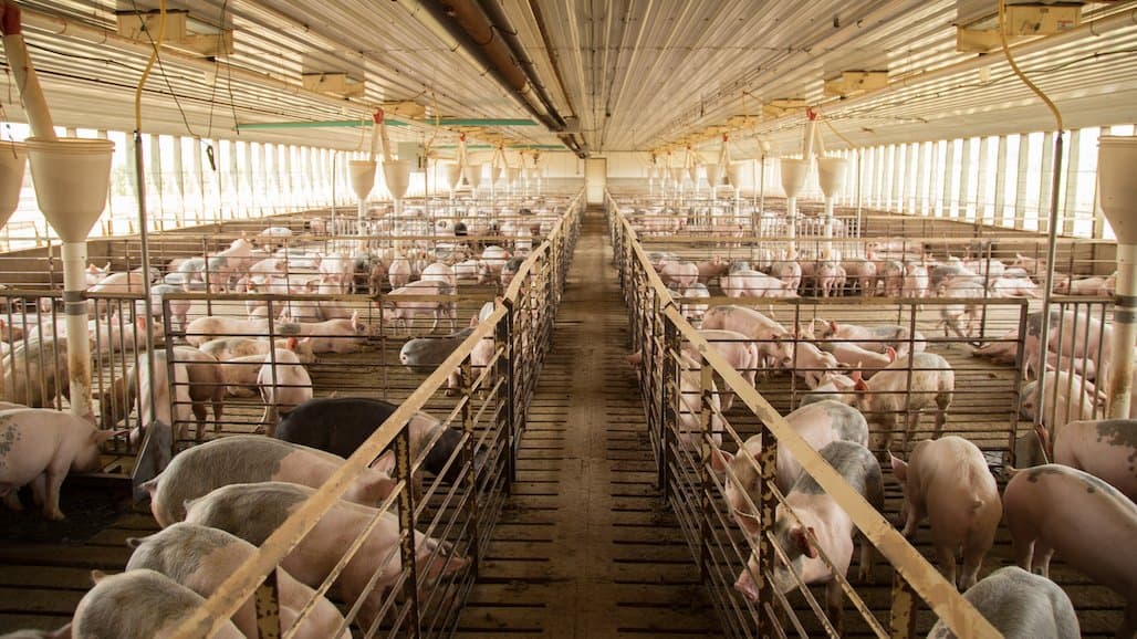 Depressed Hog Values Amid Sky-High Production Costs Compound Producers’ Challenges