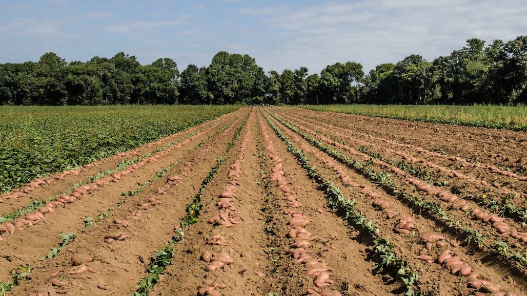 USDA Expands Crop Insurance Coverage Options for Specialty Crops  