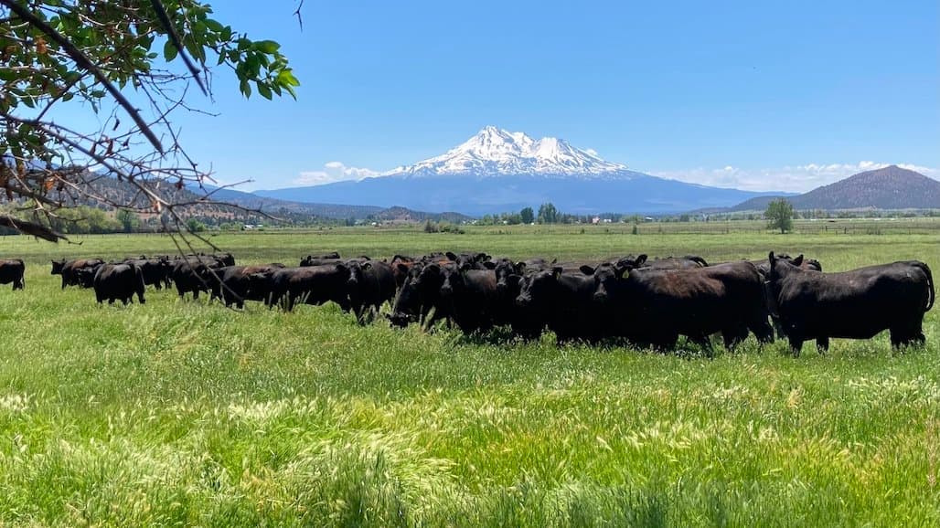 Cattleman’s Four Decades of UCCE Collaborations Advance Ranching Practices