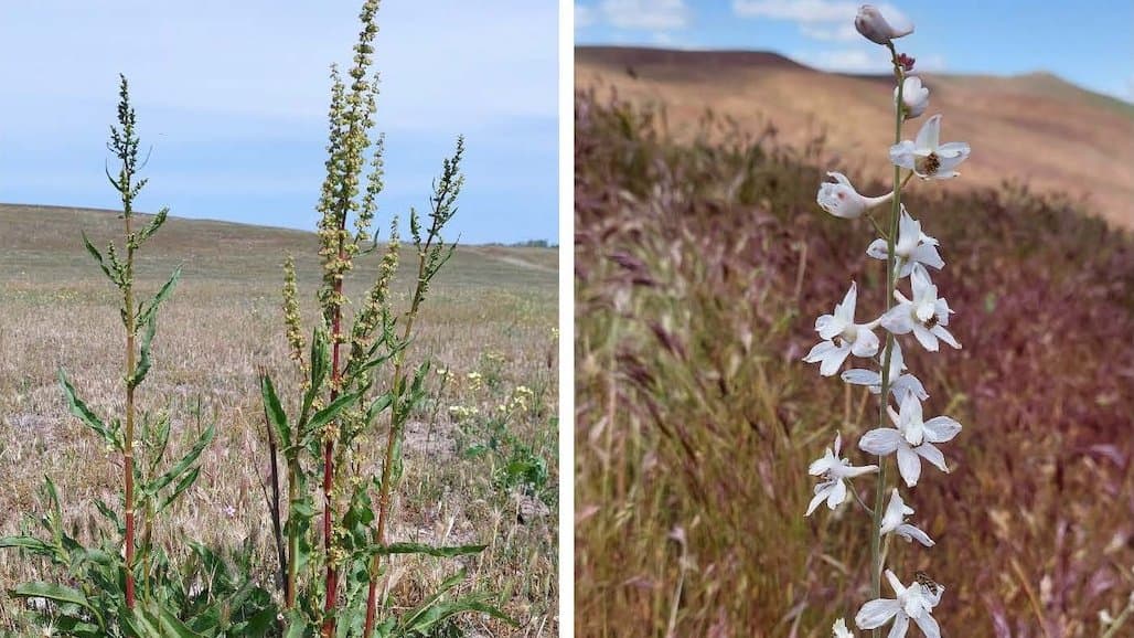 Managing Toxic Plants in Grazing Fields