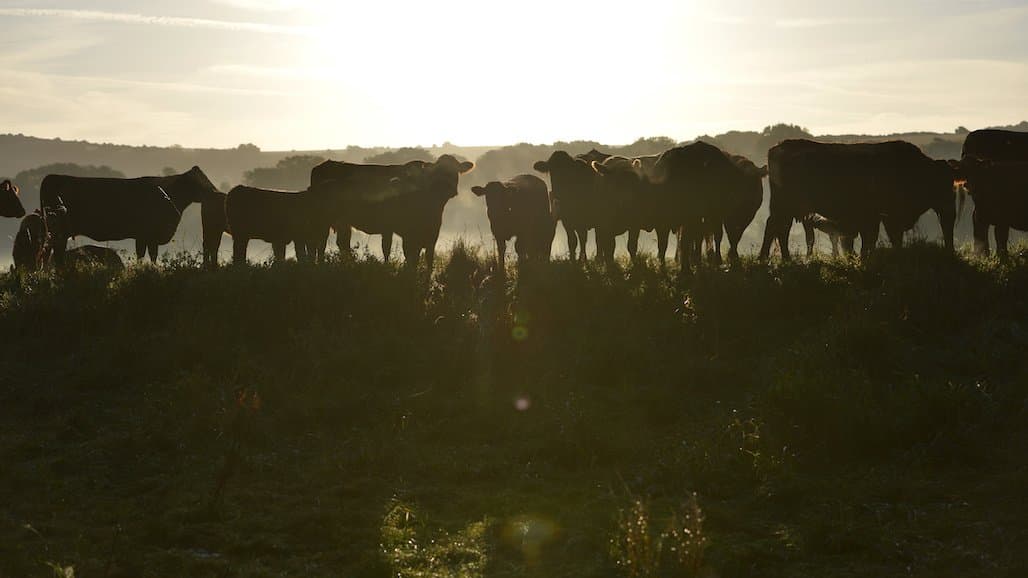 Beef on Dairy Brings New Value to the Marketplace