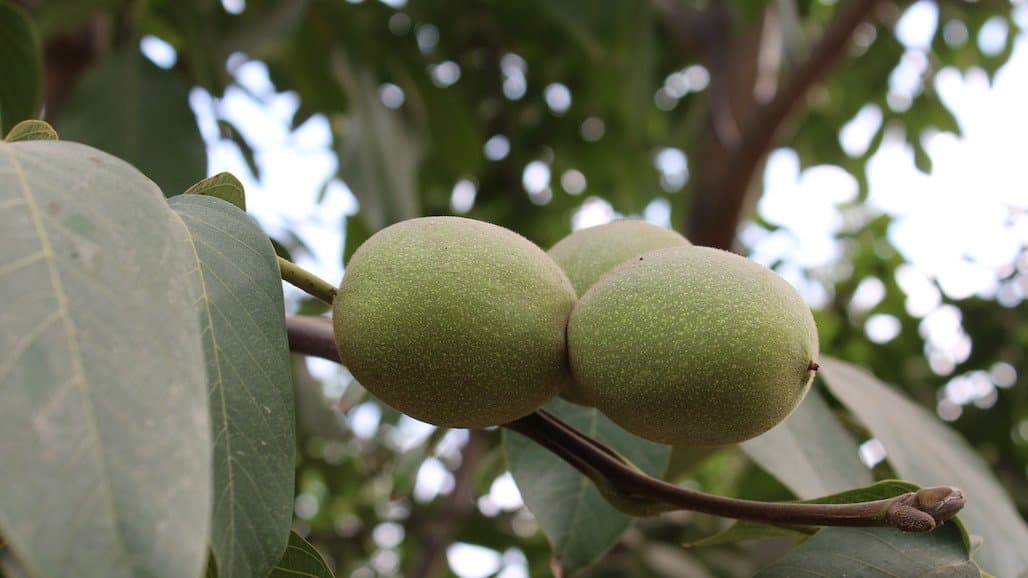 2023 California Walnut Industry Crop Estimate Released