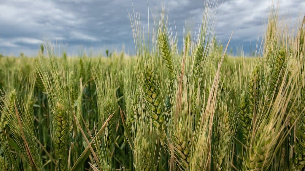 Global Food Security Threatened by Grain Export Disruption, War