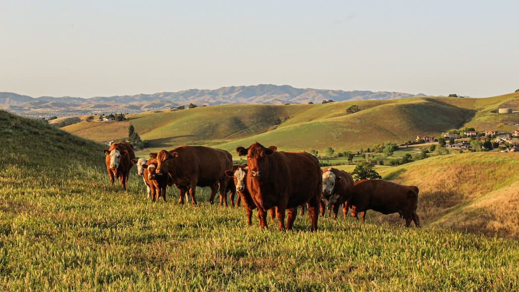 Rangeland Trust Successfully Preserving California’s Ranching Legacy