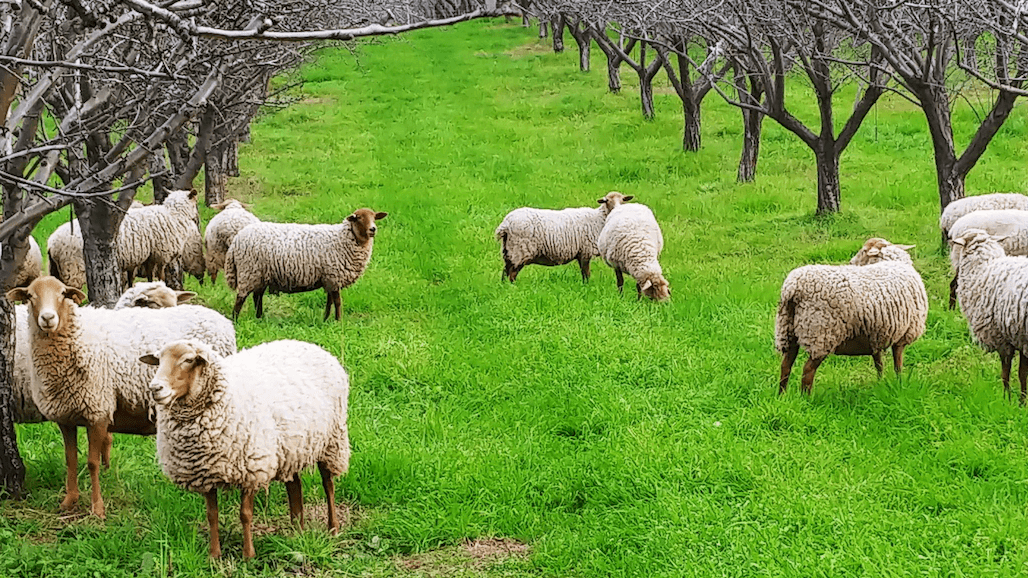 Organic Center Awarded Nearly $900,000 in Research Grants, Including Study of Orchard Grazing Benefits