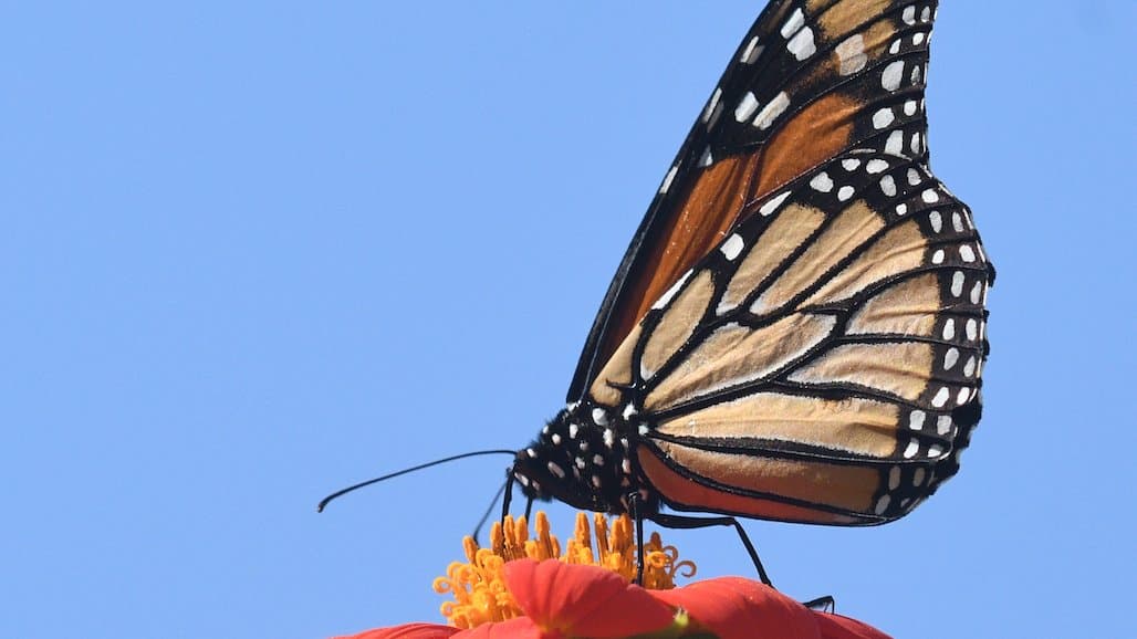 Bohart Museum Open House on Nov. 4 to Focus on Monarch Butterflies