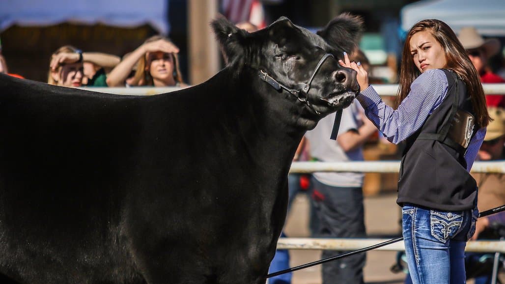 Arizona National Livestock Show Celebrates 76th Anniversary December 27-31, 2023