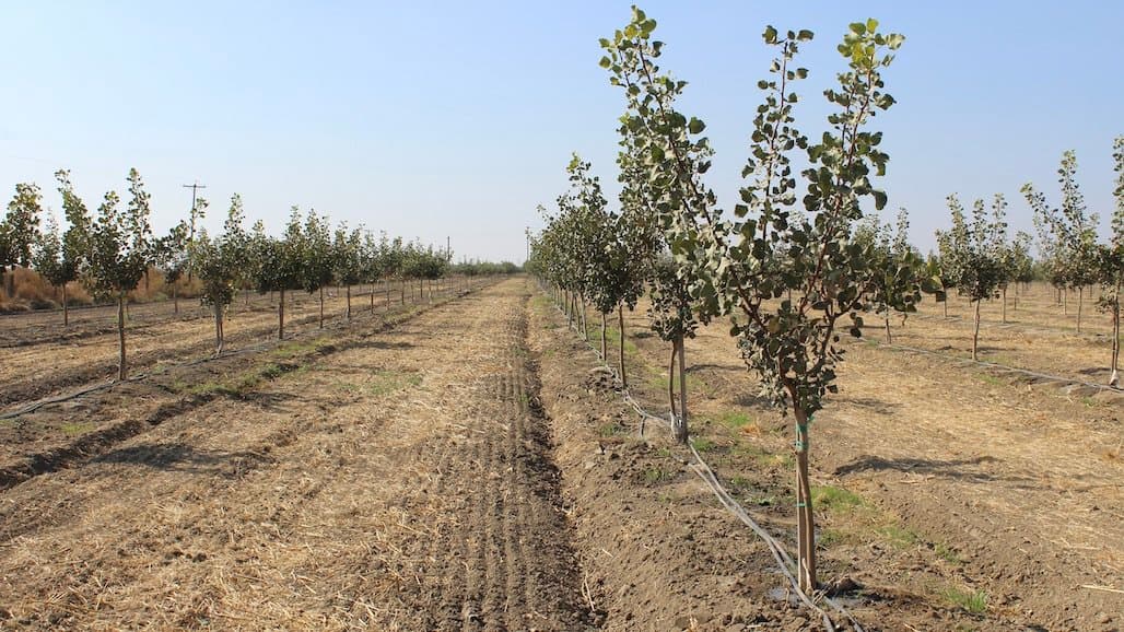 American Pistachio Growers Awarded $5 Million Healthy Soils Grant