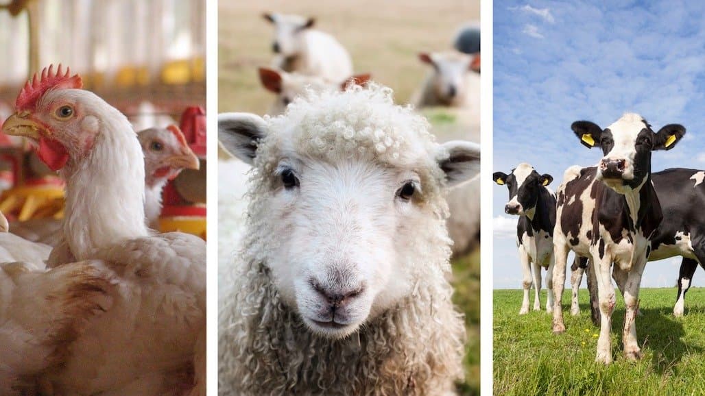 Animal Agriculture Alliance Releases Reports from 2023 Animal Rights Conferences