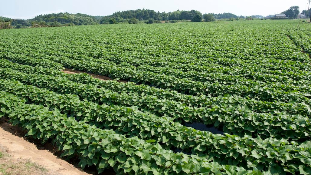 UCCE 58th Annual Sweetpotato Meeting