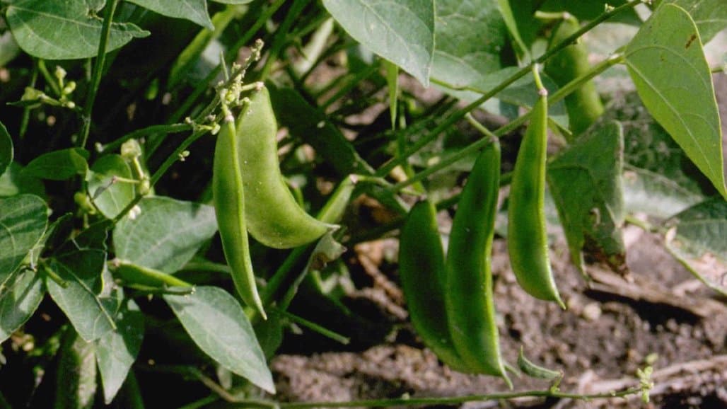 CA Dry Bean Advisory Board Accepting Research Proposals for 2024