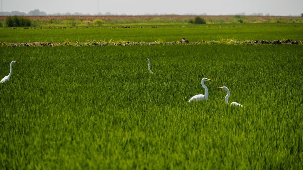 Cover Crops in Rice Field Demonstration, Feb. 29