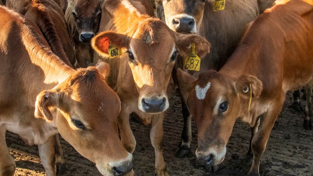 U.S. Dairy Replacement Heifer Numbers Fall to a 20-Year Low
