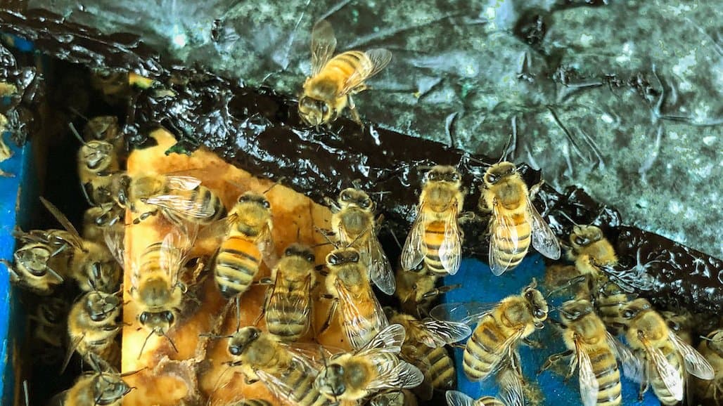Edible Blue-Green Algae to Protect Honey Bees Against Viruses