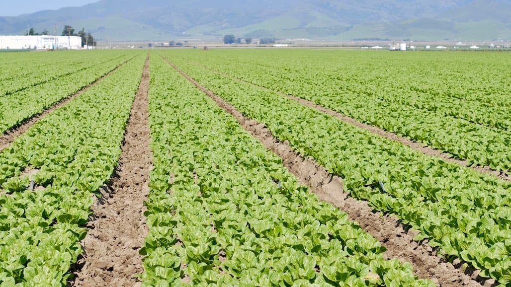 Biological Control Considerations and Research for Lettuce Growers