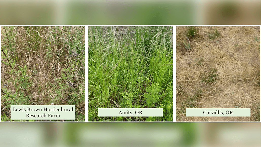 Weed Control During Pollinator Habitat Establishment