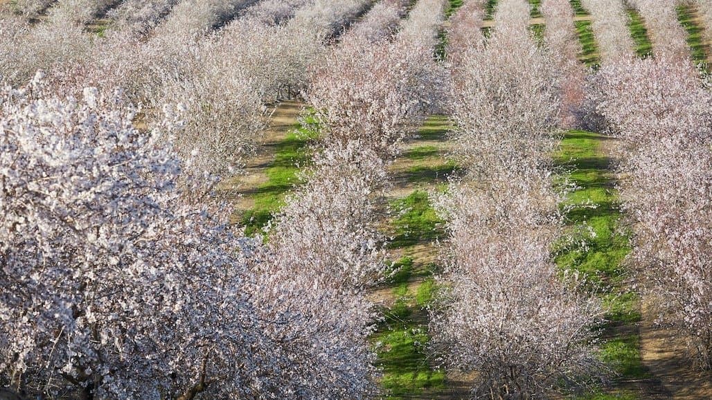 California Bearing Almond Acreage Drops for the First Time in Decades