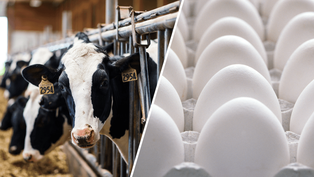 Ensuring Effectiveness of Federal-State Milk Safety System While Bird Flu Impacts Dairies