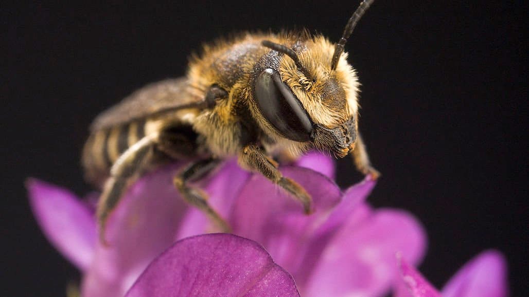 The Right-Size Nest can Maximize Pollination Capabilities of Solitary Bees