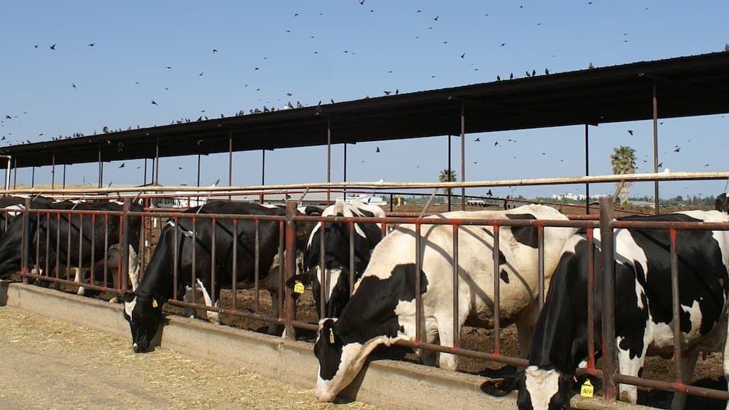 USDA Announces $824 Million in New Funding to Protect Livestock; Voluntary H5N1 Dairy Herd Pilot Program