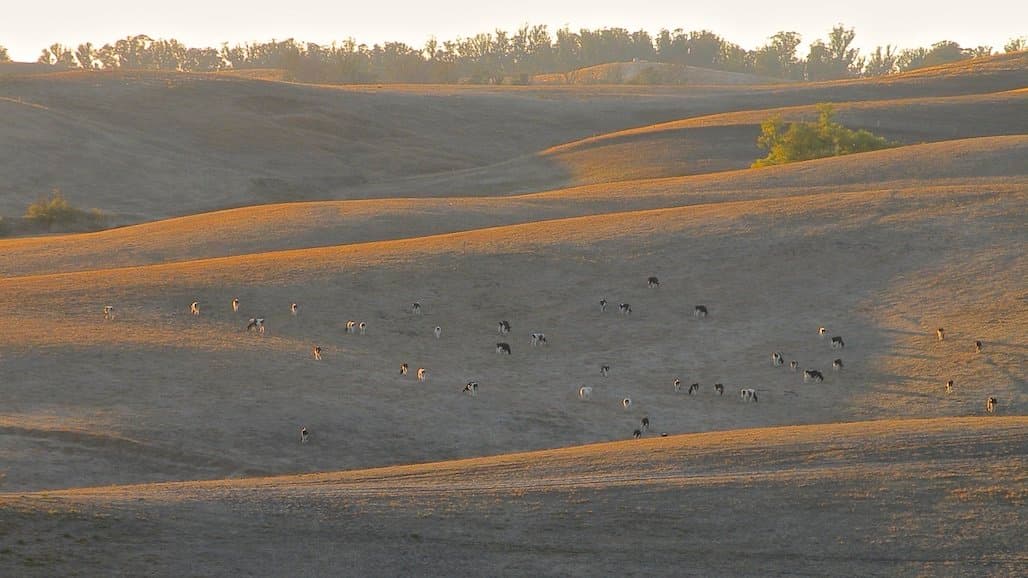 Producers Can Now Sign Up for USDA’s Grassland Conservation Reserve Program